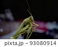 Macro photo of grasshopper 93080914