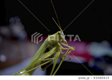 Macro photo of grasshopper Macro photo of grasshopper 93080914
