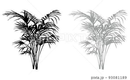 アレカヤシ（観葉植物）のシルエットのイラストです 93081189