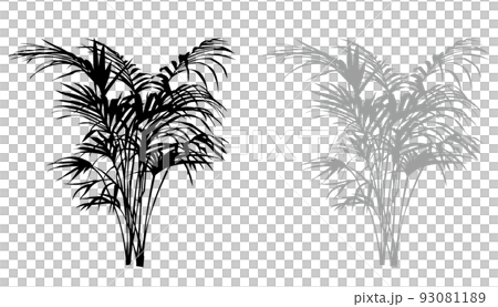 アレカヤシ（観葉植物）のシルエットのイラストです 93081189