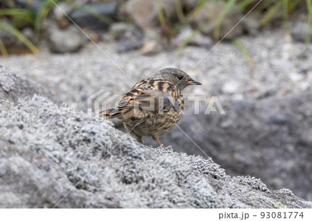 乗鞍岳で撮影したイワヒバリ 93081774