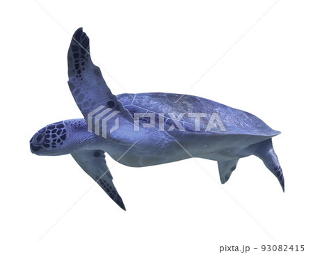 Beautiful turtle on white background. Sea animal Beautiful turtle on white background. Sea animal 93082415