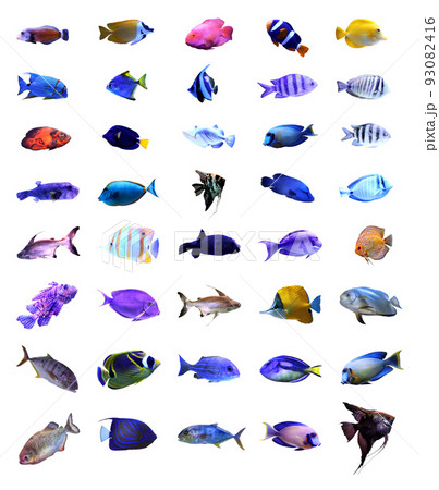 Set of different bright tropical fishes on white background Set of different bright tropical fishes on white background 93082416