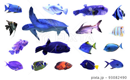 Set of beautiful tropical fishes and turtle on white background 93082490