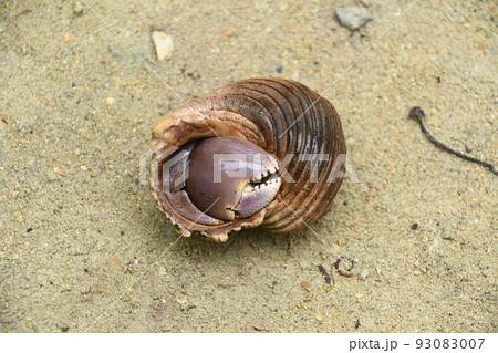 西表島の海岸で見つけたすっぽり身を隠した大きなハサミを持つオカヤドカリ 93083007