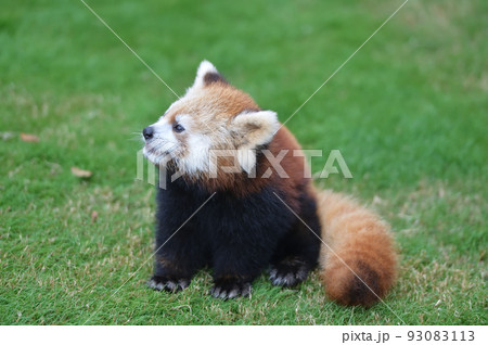 レッサーパンダの子供 レッサーパンダの子供 93083113