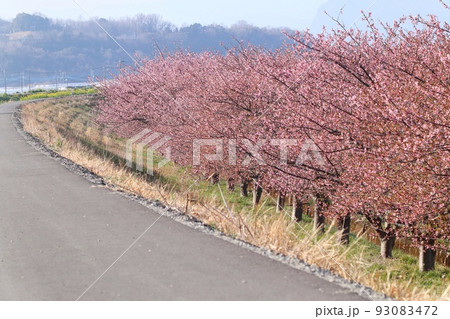 河津桜　土手　かんなみの桜　桜並木 93083472