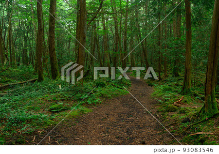 青木ヶ原樹海・遭難イメージ 93083546