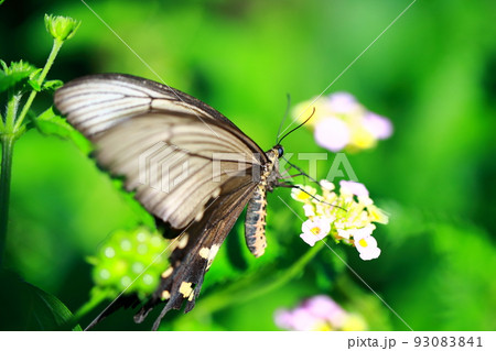 蜜を求める黒揚羽 93083841