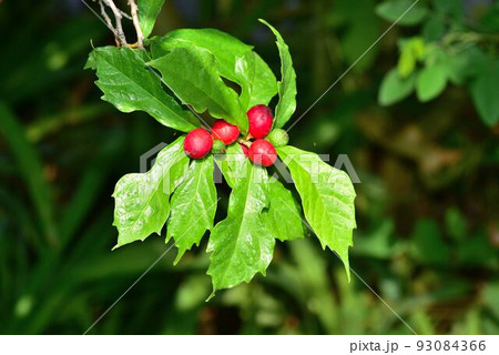 赤く色づいた枝垂れイヌビワの実 93084366