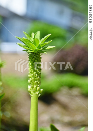 旧家の庭先で見つけたパイナップルリリー 93084369