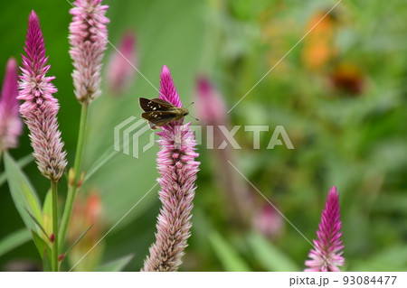 京都府立植物園 93084477