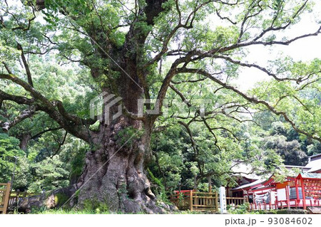 蒲生の大クス 93084602