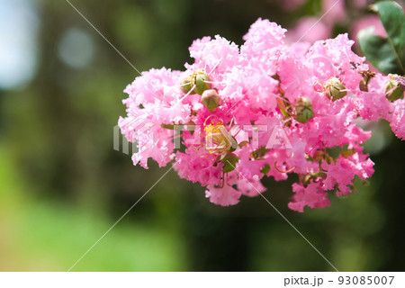 サルスベリの花をクローズアップ サルスベリの花をクローズアップ 93085007