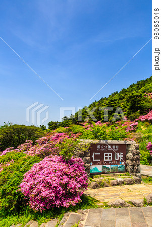 仁田峠のミヤマキリシマ 【長崎県雲仙市】 仁田峠のミヤマキリシマ 【長崎県雲仙市】 93085048
