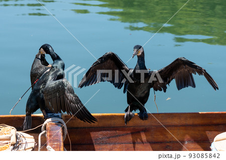羽を広げる鵜飼の鵜 羽を広げる鵜飼の鵜 93085842