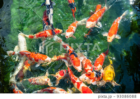 餌をねだる鯉1 93086088