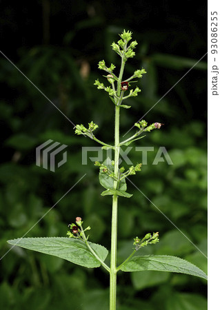 オオヒナノウスツボ 93086255