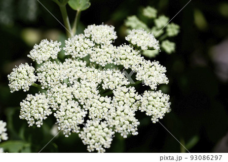 ボタンボウフウ ボタンボウフウ 93086297