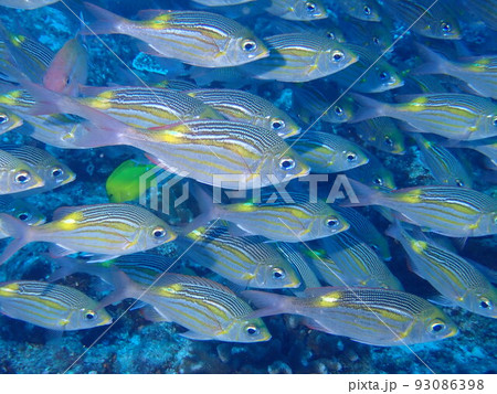 ノコギリダイの群れ 93086398