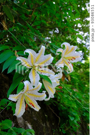 ヤマユリ 93086551