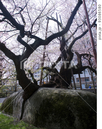 石割桜　岩手県・盛岡市 93086580