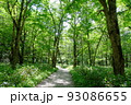 上高地　初夏の梓川左岸道 93086655