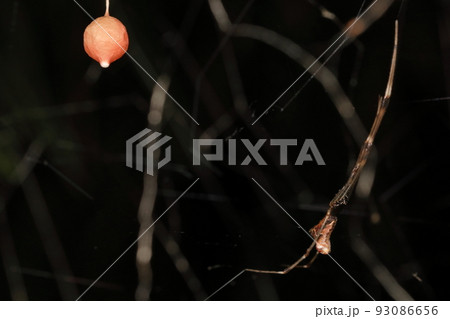 生き物　蜘蛛　チリイソウロウグモ、卵嚢とメス。他のクモの巣に侵入し獲物を盗んだり宿主を襲ったりします 93086656