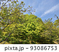 新緑 93086753