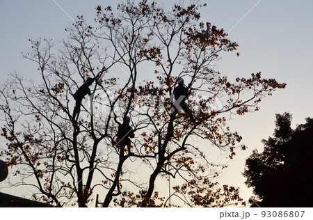 樹上に上り、初冬の寒い中での選定作業 樹上に上り、初冬の寒い中での選定作業 93086807