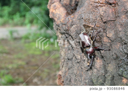 夏休みのクヌギに集まるカブトムシ 夏休みのクヌギに集まるカブトムシ 93086846
