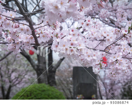 特攻碑公園の桜　鹿児島県・出水市 93086874