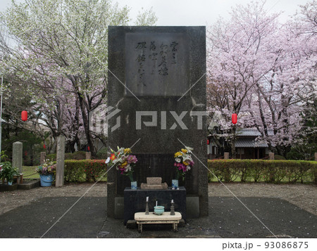 特攻碑公園の桜　鹿児島県・出水市 93086875