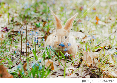 A small white fluffy red rabbit with big ears in a forest flowering spring meadow. Close-up, concept for the spring holiday of Easter 93086997