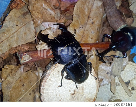 スマトラヒラタクワガタがカブトムシから逃げようとしている スマトラヒラタクワガタがカブトムシから逃げようとしている 93087161