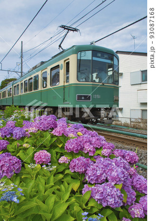 【藤沢市】石上駅付近を走る江ノ電とあじさい 【藤沢市】石上駅付近を走る江ノ電とあじさい 93087168