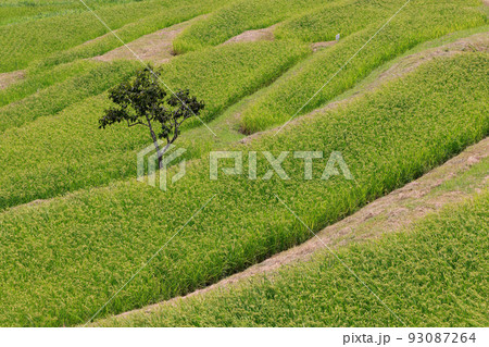 棚田で育つ稲と小さな木 93087264