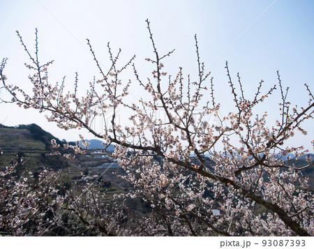 紀州石神田辺梅林　和歌山県・田辺市 93087393