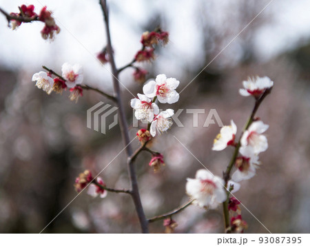田辺の梅林　和歌山県・田辺市 93087395