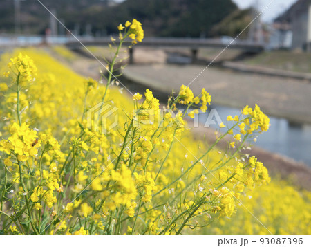 田辺の菜の花　和歌山県・田辺市 93087396