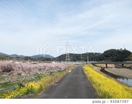 田辺の菜の花　和歌山県・田辺市 93087397