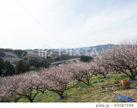 みなべ町南部梅林　和歌山県・みなべ町 93087398
