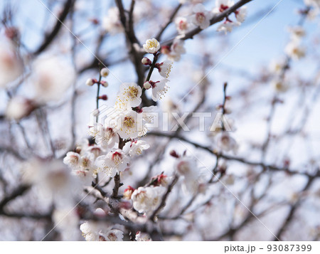 みなべ町南部梅林　和歌山県・みなべ町 93087399