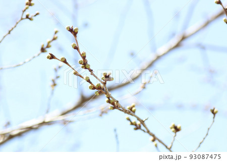 桜の蕾 桜の蕾 93087475