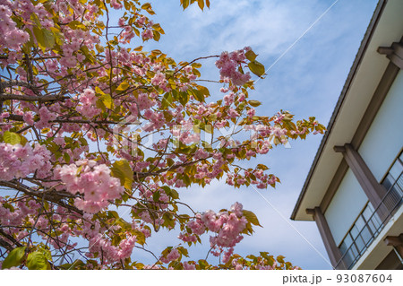 緑色の花が咲く御衣黄桜 ギョイコウザクラ(北海道登別市) 緑色の花が咲く御衣黄桜 ギョイコウザクラ(北海道登別市) 93087604