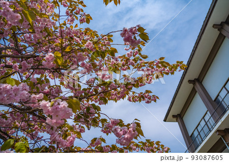 緑色の花が咲く御衣黄桜 ギョイコウザクラ(北海道登別市) 緑色の花が咲く御衣黄桜 ギョイコウザクラ(北海道登別市) 93087605