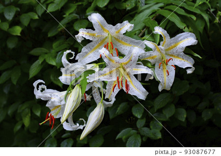 豪華なヤマユリ 豪華なヤマユリ 93087677