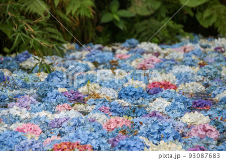 みちのくあじさい園 あじさい池#5 みちのくあじさい園 あじさい池#5 93087683