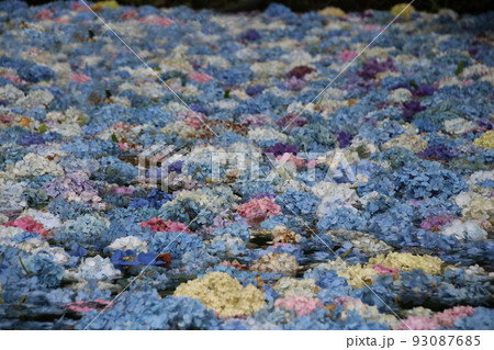 みちのくあじさい園 あじさい池#3 みちのくあじさい園 あじさい池#3 93087685