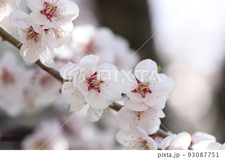 梅の花 93087751